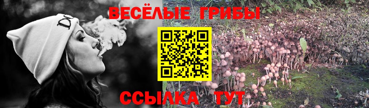 Реутов  Псилоцибиновые грибы мицелий  Вход с VPN 